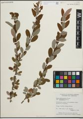 Foto von Salix pedicellaris Pursh